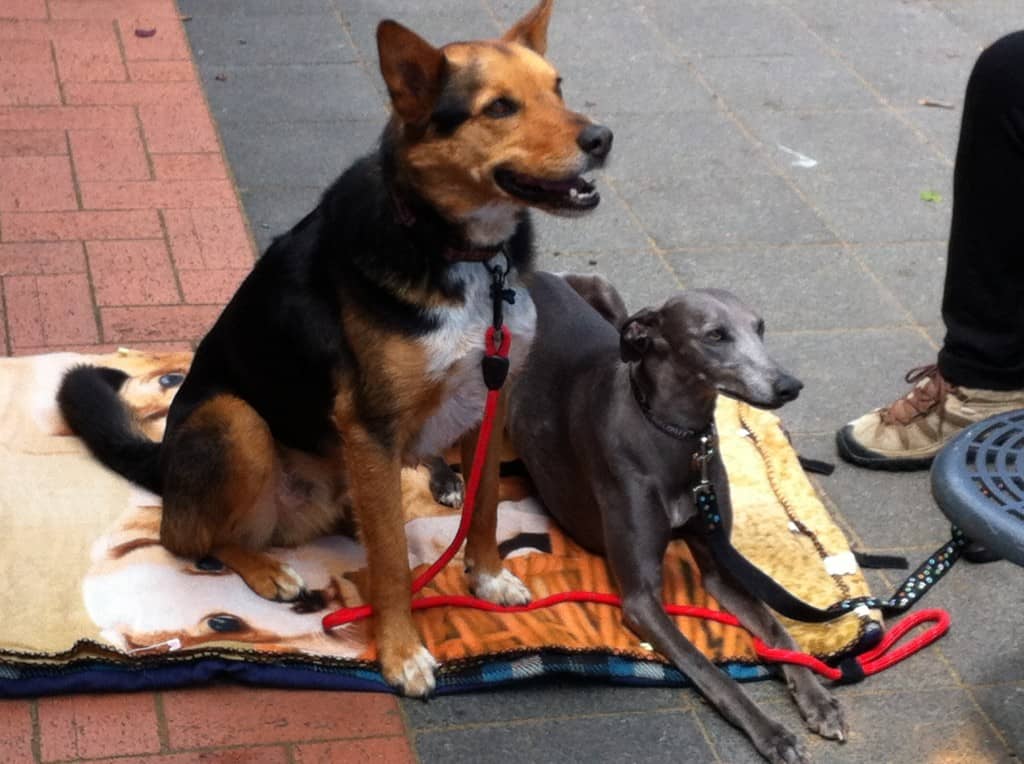 Two dogs lying on blanket by cafe table