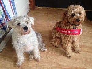 Two dogs sitting; one wearing competition winner ribbon