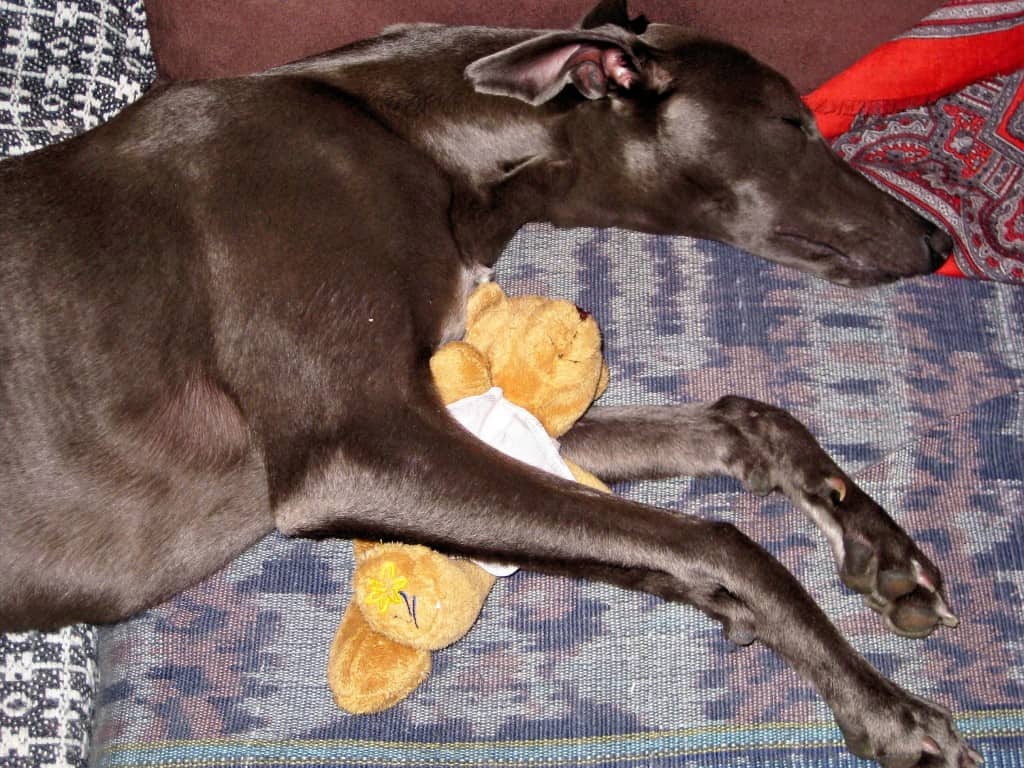 Whippet sleeping with toy teddy in paws