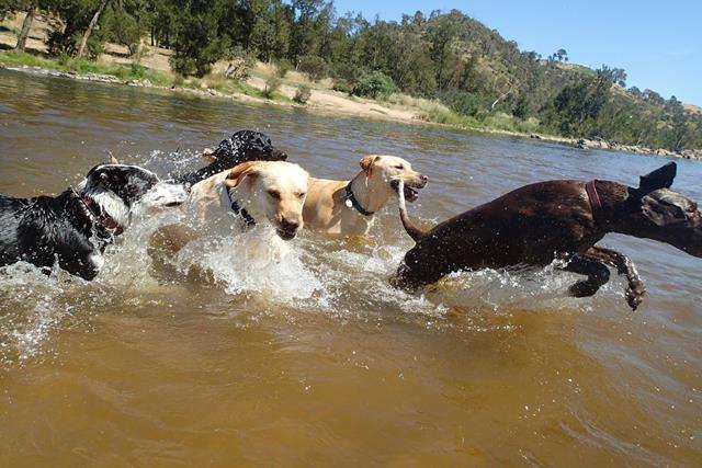 Canberra dog swimming areas our favourites Canberra
