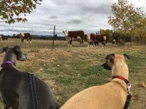 Two dogs staring at cattle staring back