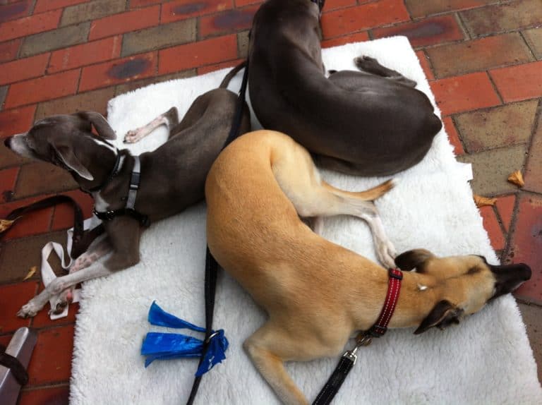 Canberra dog friendly cafes training your dog