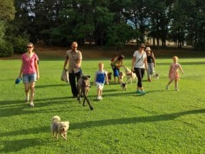 friendly canberra dog walks need know join